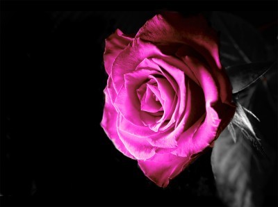 Róża we fiolecie