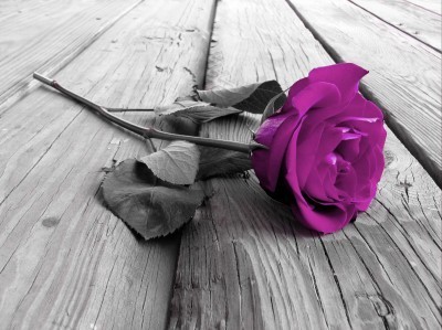 Fioletowa róża na deskach