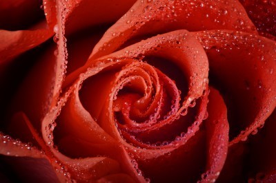 BG1079 Krople rosy na czerownej róży