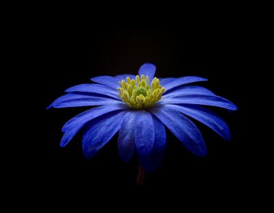 BG1276 Niebieski kwiat