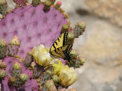BG1292 Motylek na kaktusie