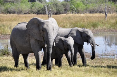 BG1308 Rodzinka słoni