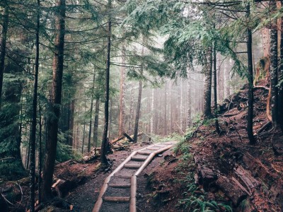 Leśna ścieżka