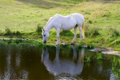 BG1370 Biały koń