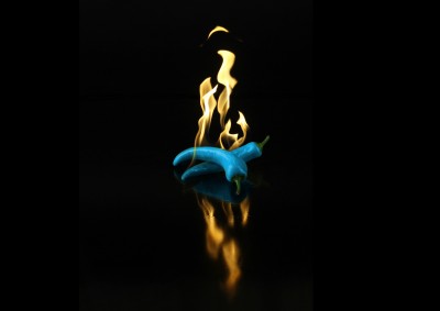 BG1379 Niebieska papryka w ogniu