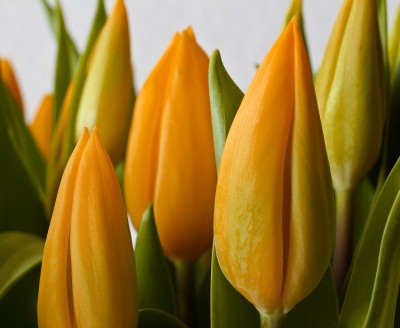 BG1537 Żólte tulipany