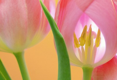 BG1538 Różowe tulipany
