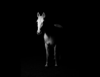 Koń w cieniu