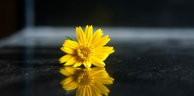 BG1594_Żółty_kwiatek