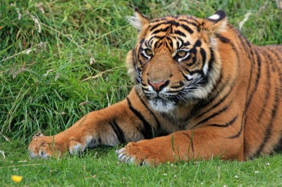 Spokojny tygrys