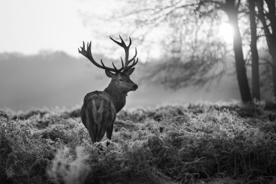 Czarno białe zdjęcie jelenia