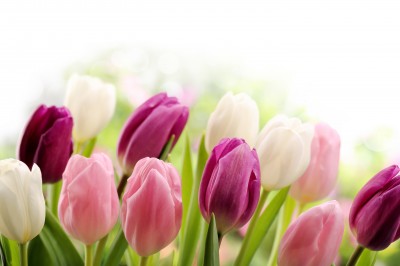 Piękne tulipany