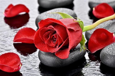 Róża na kamieniach