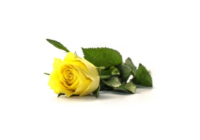 Żółta róża dla dziewczyny