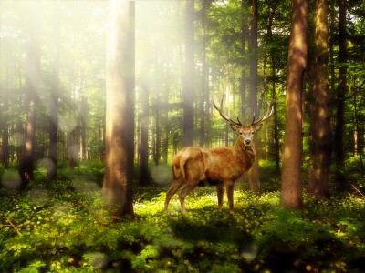 Jeleń w magicznym lesie