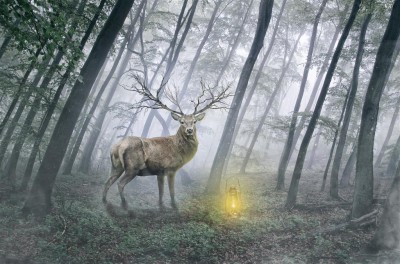 Magiczny jeleń w lesie