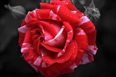 Biało-czerwona róża