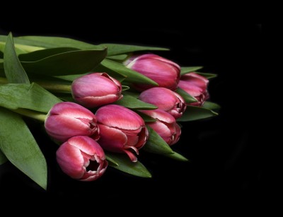 Soczyste tulipany
