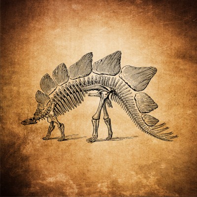 Płyty kostne Dinozaur