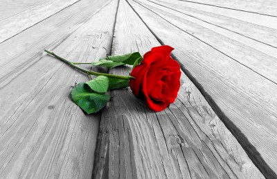 Czerwona róża na deskach