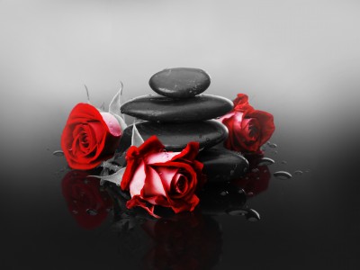 Czerwona róża na kamieniach