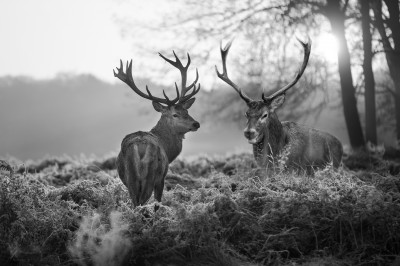 Czarno-białe zdjęcie jeleni