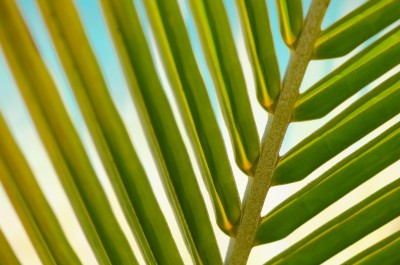 Liść palmy