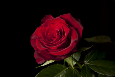 BG617_Śliczna_róża