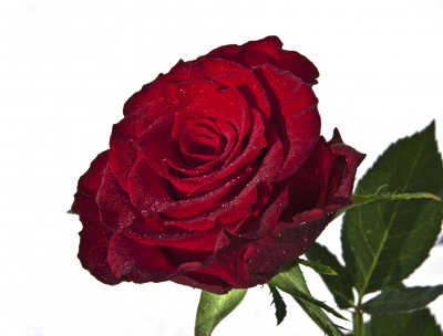BG633 Czerwona róża na białym tle