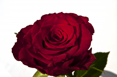 BG634 Czerwona róża wśród bieli