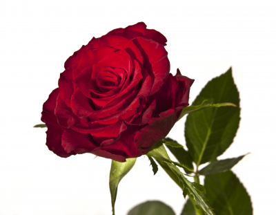 BG635 Czerwona róża