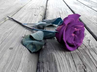 Fioletowa róża na podłodze
