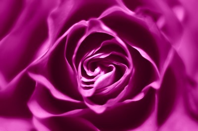 BG759 Fioletowa róża- ujęcie makro