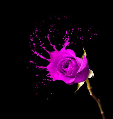 BG850 Fioletowa róża z efektem rozlewanej farby