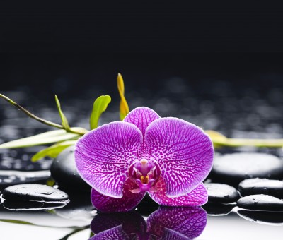 BG860 Fioletowa orchidea