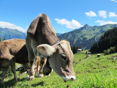 BG910 Alpejskie krowy