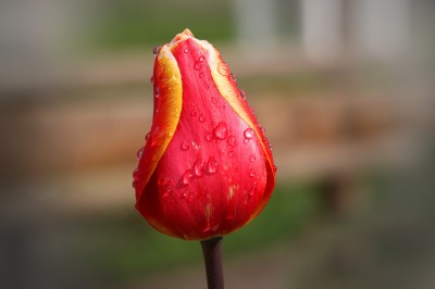 BG930 Czerwono-żółty tulipan