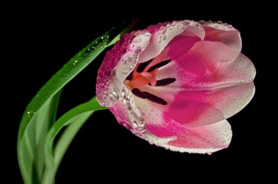 BG931 Różowy tulipan