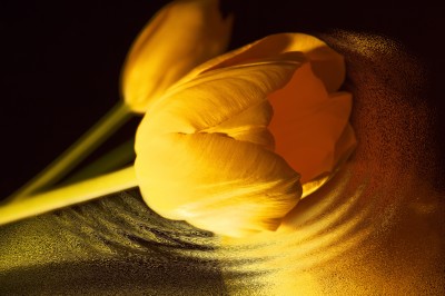 BG933 Żółto-złoty tulipan