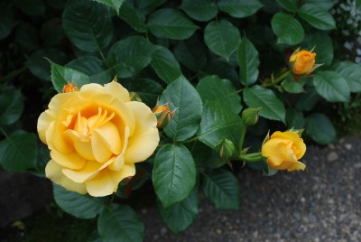 BG953 Żółta róża