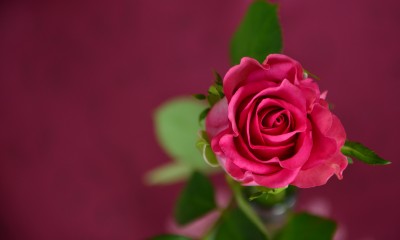 BG954 Róża na fioletowym tle