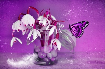 BG973 Przebiśniegi i fioletowy motylek