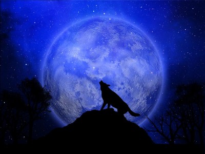 Wilk wyjący do księżyca