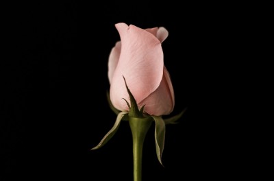 Róża pudrowy róż