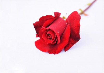Róża dla ukochanej